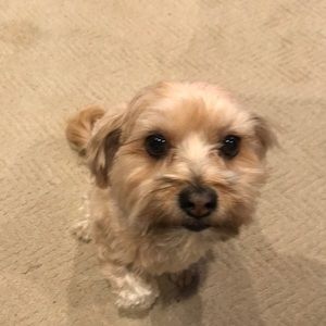 Meet your Posher, Debbie